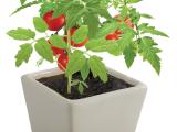 Tomaat in pot.jpg (JPEG afbeelding; 658KB